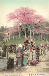 Fleurs de cerisier, Gion, Kyoto, Japon - Japanese Photographer