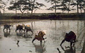 Cinq paysans replantant du riz dans une rizière - Japanese Photographer
