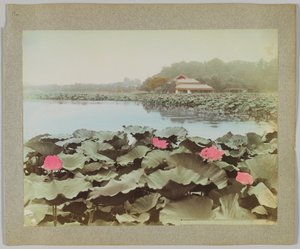 Lotus dans l