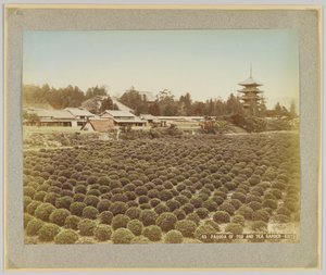Pagode de Toji et jardin de thé, Kyoto, Japon