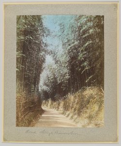Route à travers une forêt de bambous, Japon - Japanese Photographer