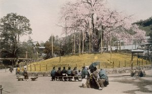 Le célèbre cerisier de Maruyama, Kyoto, années 1890 - Japanese Photographer