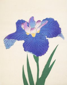 Aoi-Gata, no.30, 1898