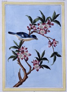 Oiseau - estampe japonaise