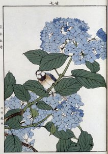 Oiseau dans des hortensias - Estampe japonaise - Japanese School