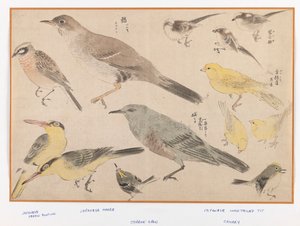 Oiseaux dans le style Okyo - Japanese School