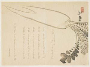 Radis Daikon, janvier 1864 - Japanese School