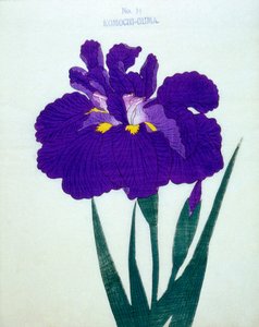 Komochi-Guma no.14, 1898