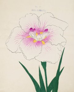 Misuji-no.-Ito, no.17, 1898 - Japanese School