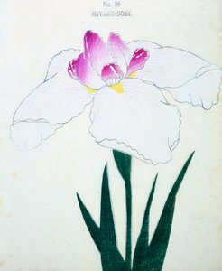 Miyako-Dore, no.50, 1898 - Japanese School