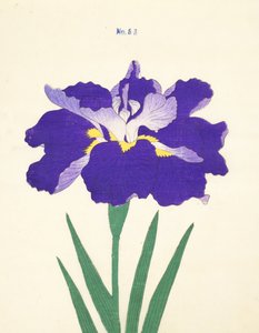 Saiwoga-Uma, No. 53, 1890