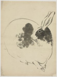 Lapin tacheté