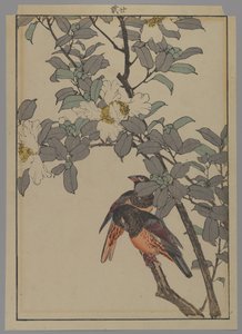 Deux oiseaux avec des fleurs blanches, période Meiji, 1892 - Japanese School