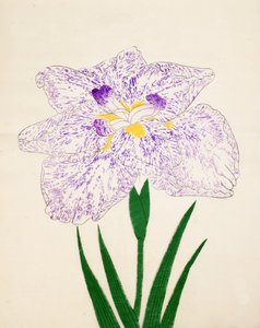 Yamato-Nishiki, n° 31, 1890 - Japanese School