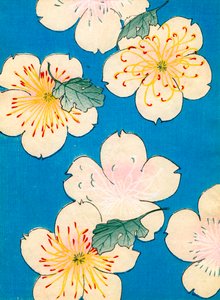 Estampe en Couleur de Fleurs de Cornouiller