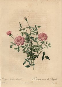 Rose miniature rose de Chine, Rosa chinensis