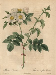 Rose blanche, Rosa leucantha - Jean Baptiste Chapuy