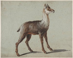 Chamois