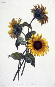 Fleurs de tournol ou soleils. Planche de botanique tirée de "Collection des fleurs et des fruits peints d