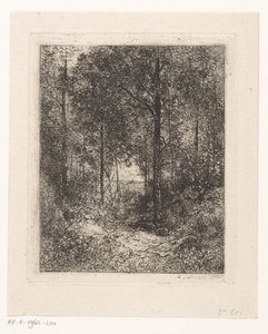 Paysage forestier