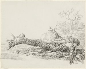 Un arbre ancien tombé près d
