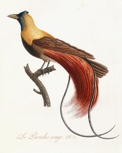 Le Paradis Rouge, 1802 - Jean Baptiste Audebert