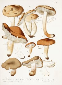 Champignons, vers 1860-66