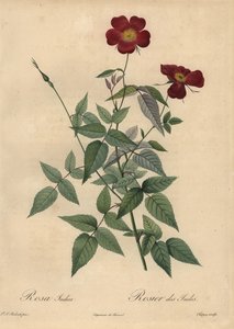 Rose de Chine cramoisie, Rosa chinensis - Jean Baptiste Chapuy