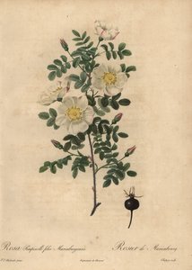 Rose Burnet de Marienbourg, Rosa pimpinellifolia Mariaeburgensi - Jean Baptiste Chapuy