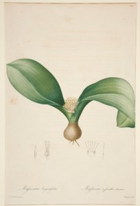 Massonia à feuilles étroites