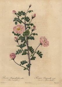 Rose Burnet rose, Rosa pimpinellifolia - Jean Baptiste Chapuy