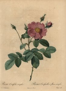 Rose rose, Rosa centifolia simplex - Jean Baptiste Chapuy