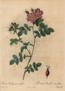 Églantier rose, Rosa rubiginosa - Jean Baptiste Chapuy