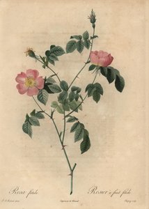 Rosa foetida, Rosier à fruit fétide - Jean Baptiste Chapuy