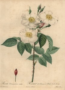 Rose de Damas blanche, Rosa x damascena - Jean Baptiste Chapuy