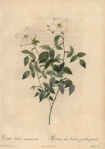 Rose de Chine blanche et rose, Rosa chinensis - Jean Baptiste Chapuy
