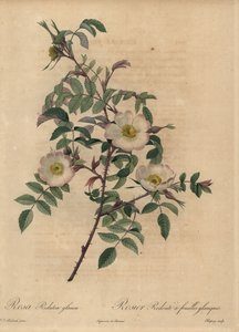 Rose blanche et rose, Rosa redutea glauca - Jean Baptiste Chapuy