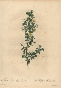 Rose pimprenelle blanche, Rosa pimpinellifolia Pumila - Jean Baptiste Chapuy