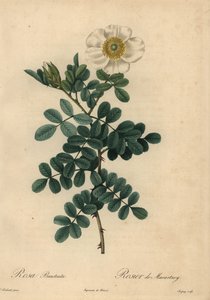 Rose chicksaw blanche, Rosa bracteata - Jean Baptiste Chapuy