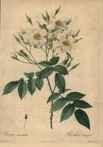 Rose musquée blanche, Rosa moschata - Jean Baptiste Chapuy
