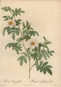 Rose blanche, Rosa clynophylla - Jean Baptiste Chapuy