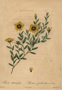 Rose jaune, Rosa berberifolia - Jean Baptiste Chapuy