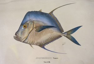 Argyreiosus vomer - Jean Baptiste Debret