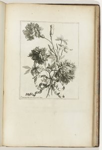 Bouquet lié (Les Petits Bouquets) - Jean Baptiste Monnoyer