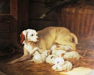 Chienne allaitant des chiots, (détail) de Lise et ses petits, par Jean-Baptiste Oudry (1686-1755), France - Jean Baptiste Oudry