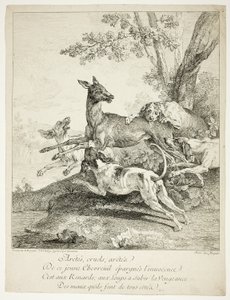 Cerfs attaqués par des chiens