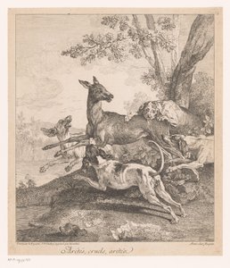 Cerf attaqué par des chiens de chasse