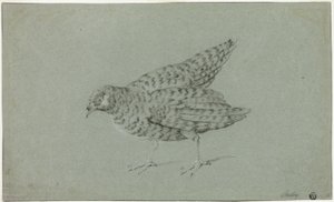 Perdrix