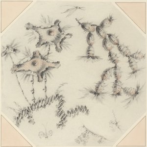 Fleurs de bambou et cactus (craie noire et rouge sur papier vergé) - Jean Baptiste Pillement
