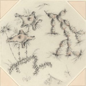 Fleurs de bambou et cactus - Jean Baptiste Pillement